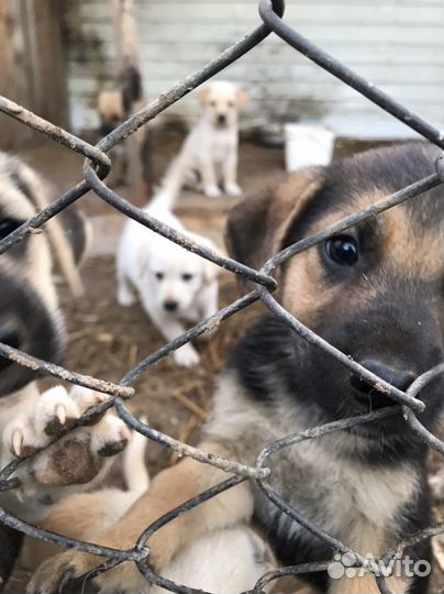 Щенки восточноевропейской овчарки