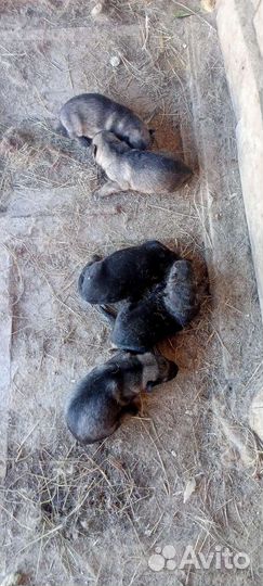 Щенки немецкой овчарки