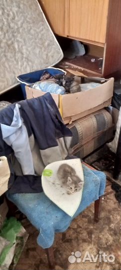 Котики отдам