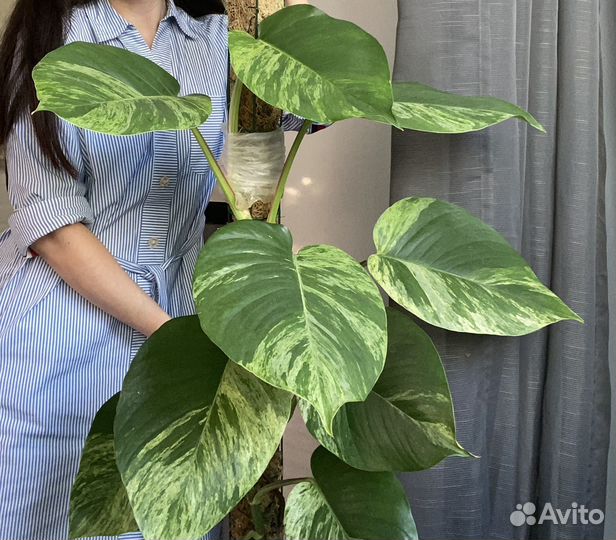 Эпипремнум марбл квин моссток