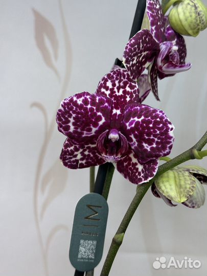 Орхидея фаленопсис
