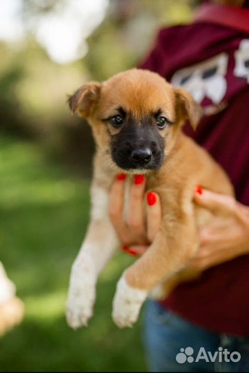 Щенок с грустными глазами