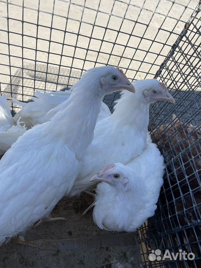 Мулларды утки чирри вилли доминанты куры несущки