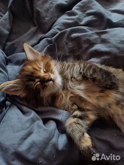 Котята мейн-кун