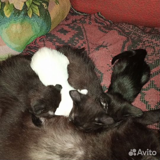 Котята в добрые руки