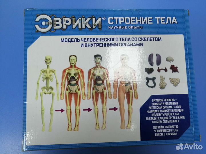 Развивающ. игра макет человека