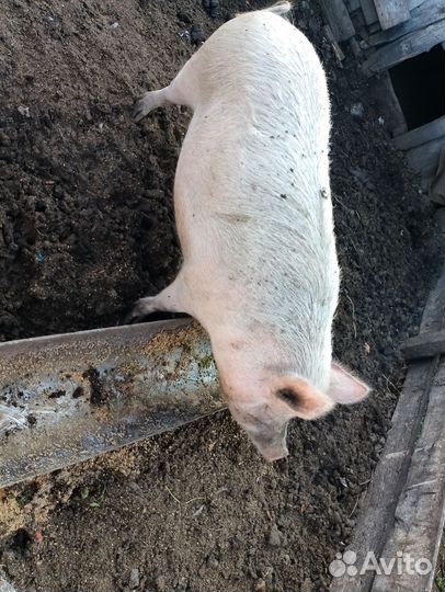 Свиньи живым весом
