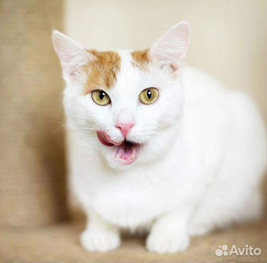 Турецкий ван, фенотип, котик в добрые руки