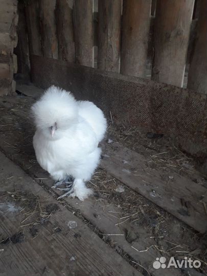 Цыплята китайских шёлковых курочек