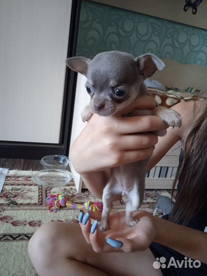 Щенки чихуахуа