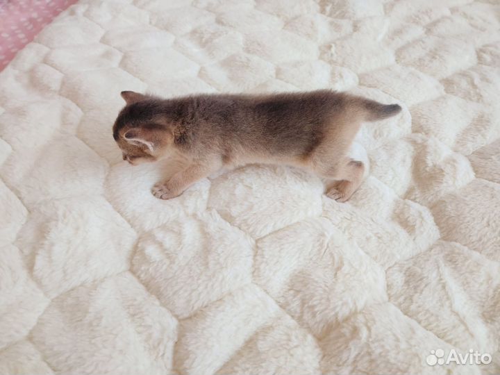 Продаются котята