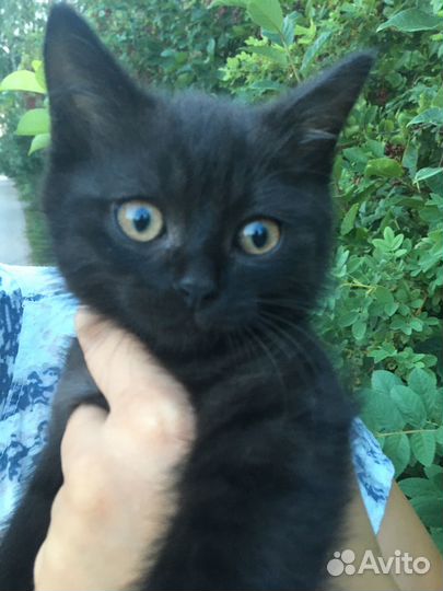 Котенок сажик ишет дом