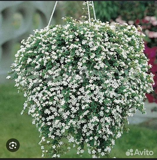 Рассада бакопы