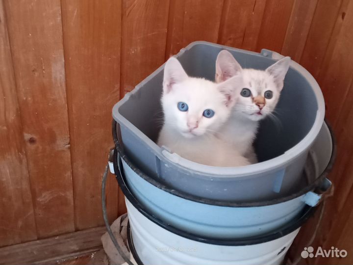 Три очаровательных котёнка ищут себе любящий дом