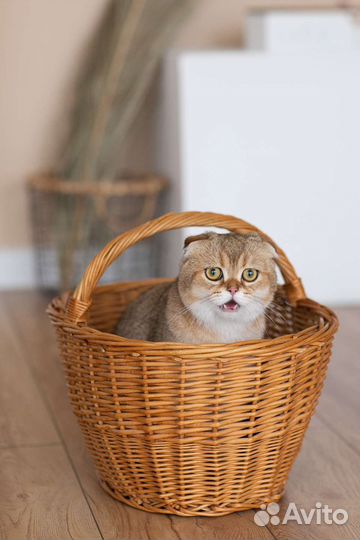 Кот на вязку