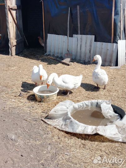 Продам гусей