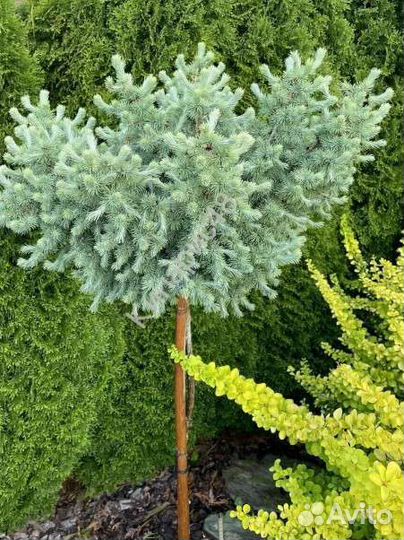 Голубые ели