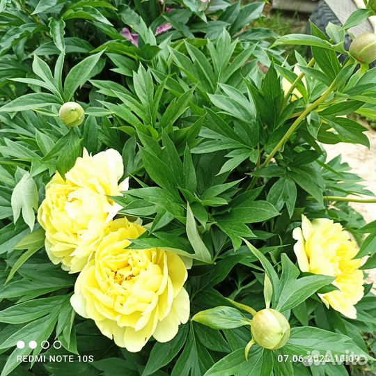 Пионы для сада