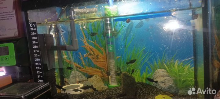 Аквариум