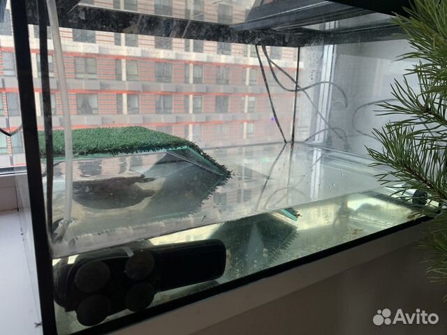 Черепаха красноухая большая с аквариумом объявление продам