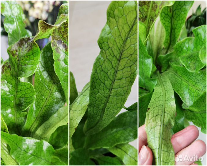 Папоротник Микросорум Крокодилиус, комнатные цветы