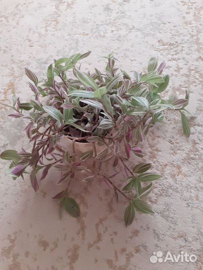 Традесканция