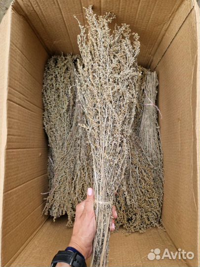 Полынь горькая