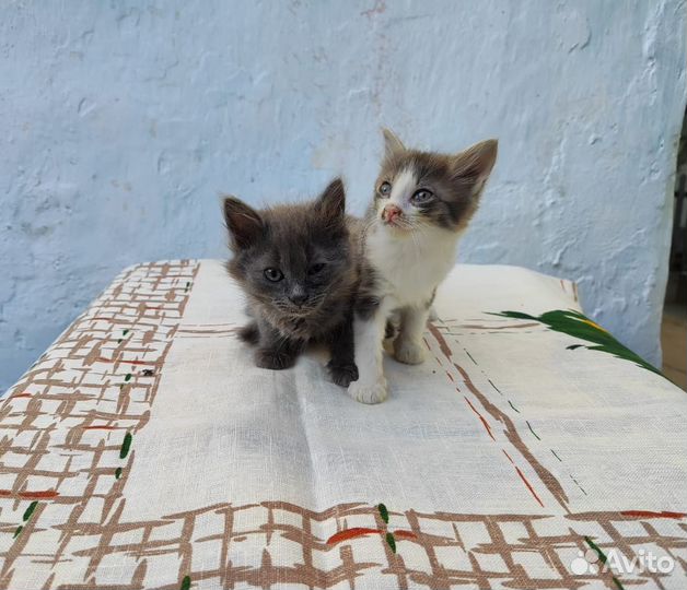 Отдам в добрые руки котят