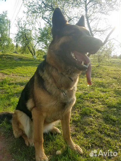 Дрессировка собак, консультация