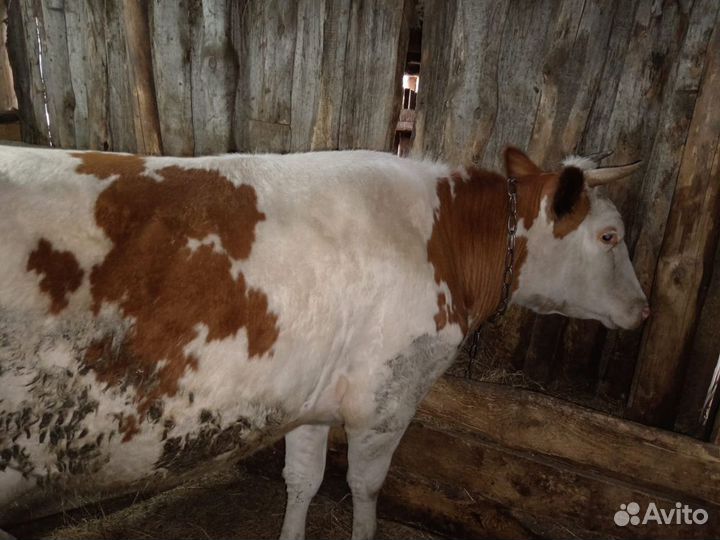 Корова дойная