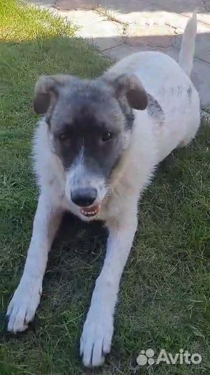 Собака в добрые руки отдам бесплатно