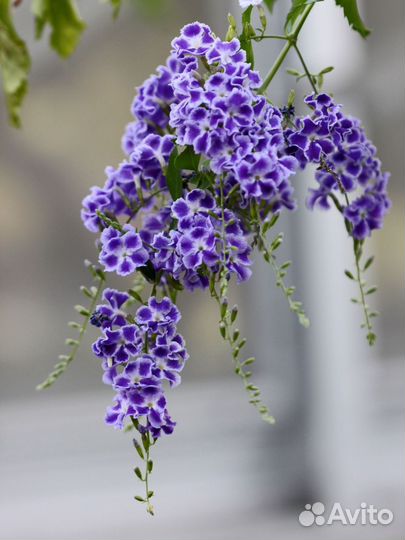 Комнатные цветы, разные