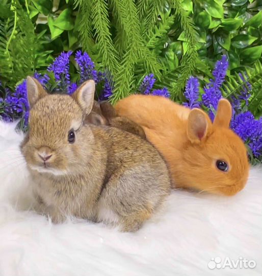 Кролики мини