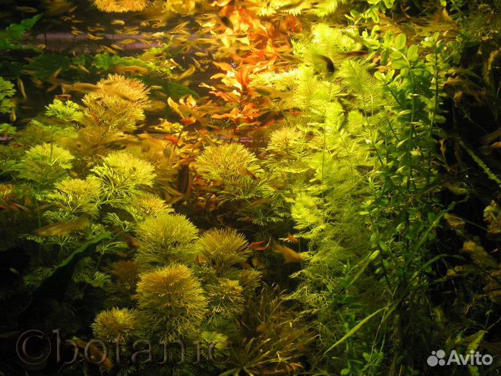 Аквариумные растения, креветки вишни