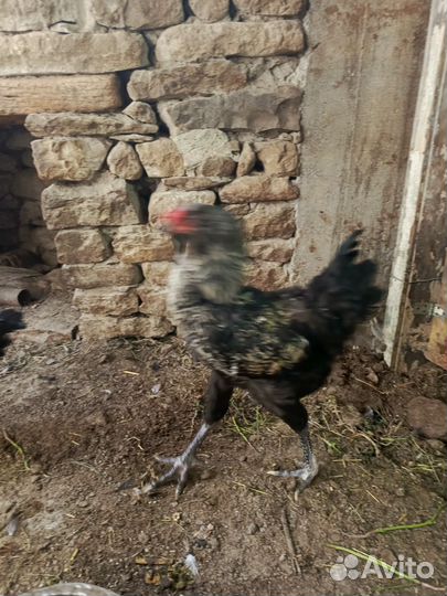 Петухи породистые