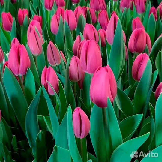 Луковицы тюльпанов кустовых