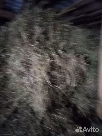 Сено люцерны в тюках