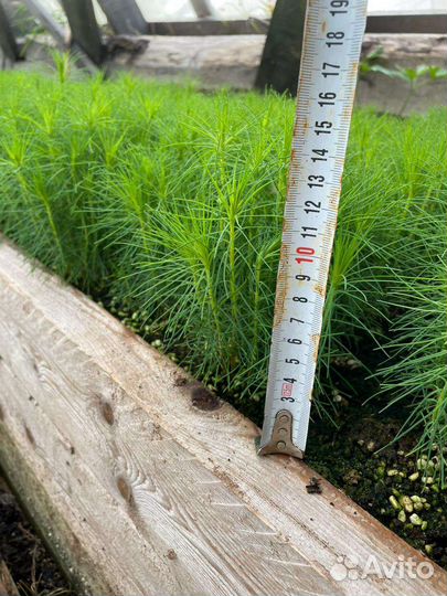 Сеянцы сосны обыкновенной зкс и окс