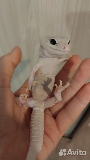 Ящерица эублефар