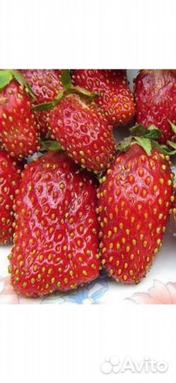 Рассада клубники Азия, перца болгарского