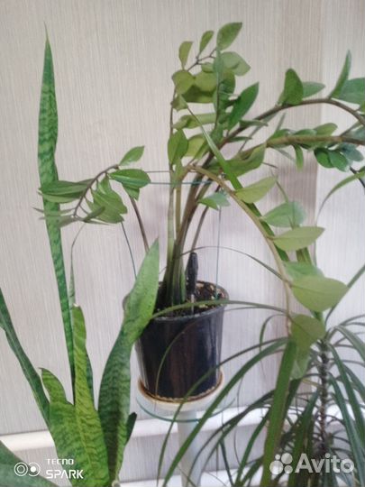 Замиокулькас