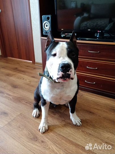 Вязка, не продажа