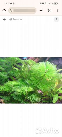 Аквариумное растение