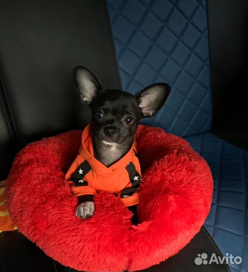 Вязка чихуахуа