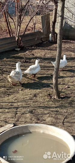 Домашняя птица