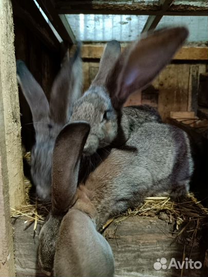 Кролики великаны