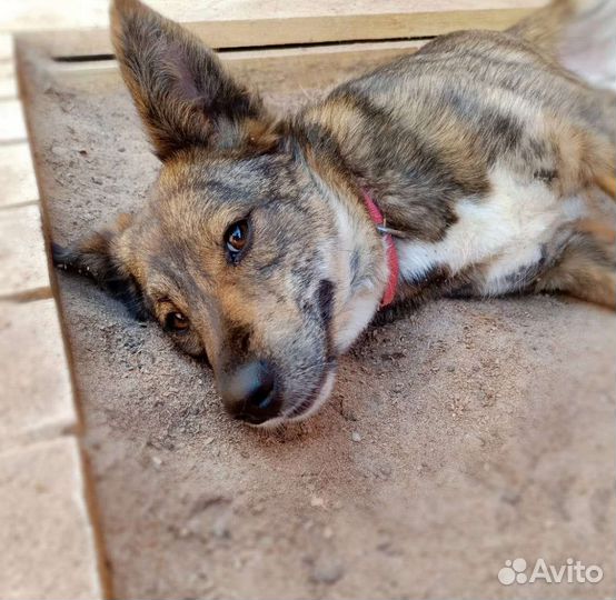 Собака в добрые руки отдам бесплатно
