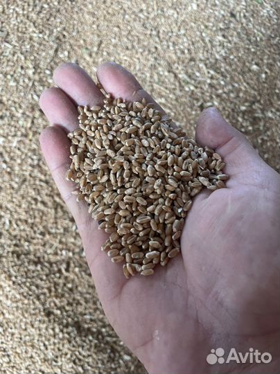 Зерно пшеница