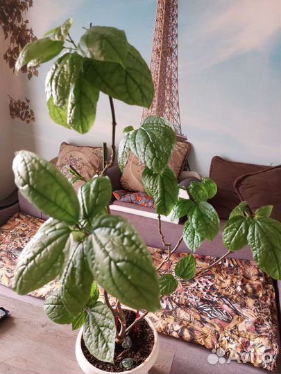 Томпсон цветок