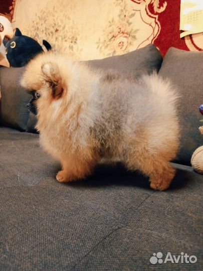 Супер мишки